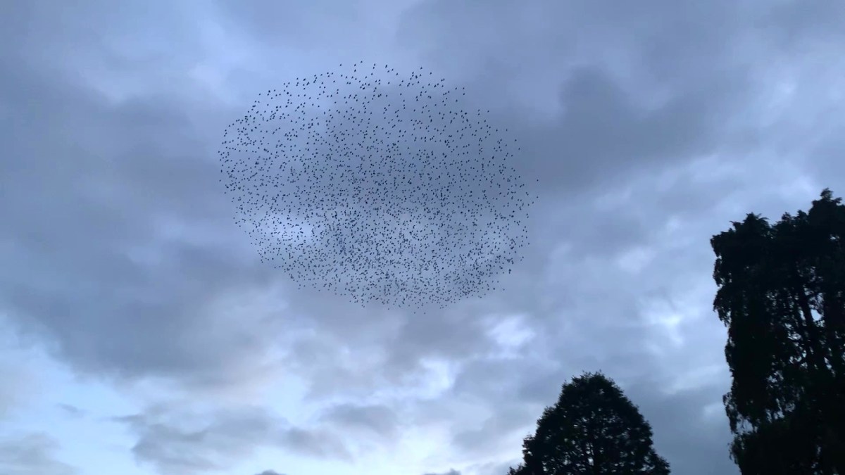 Close encounters of the bird&nbsp;kind