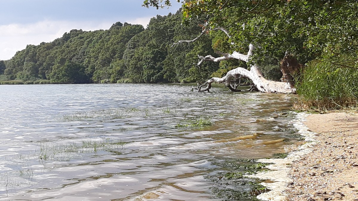 Where bough meets the&nbsp;briny