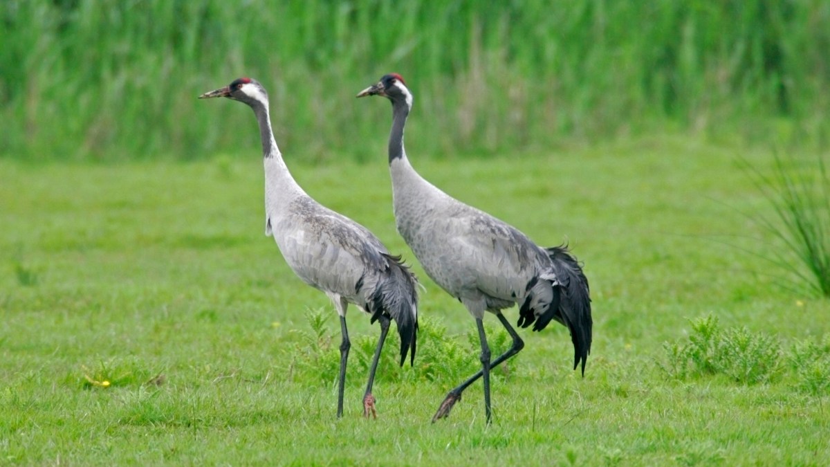 In search of&nbsp;giants