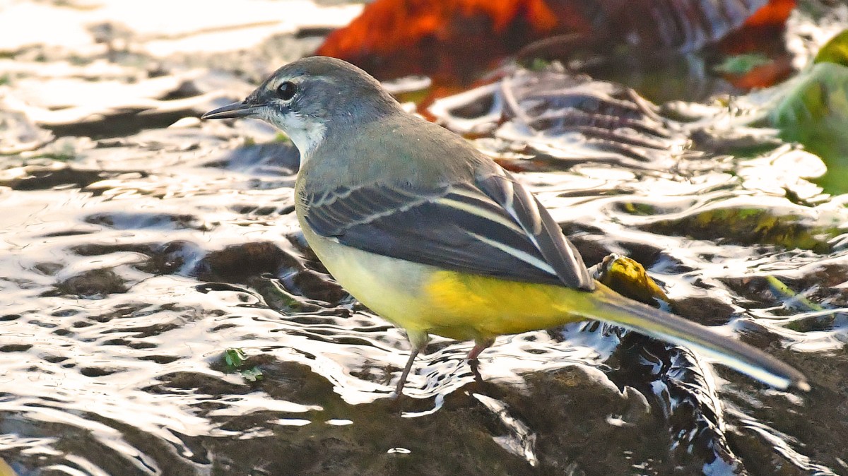 All hail the&nbsp;wagtail