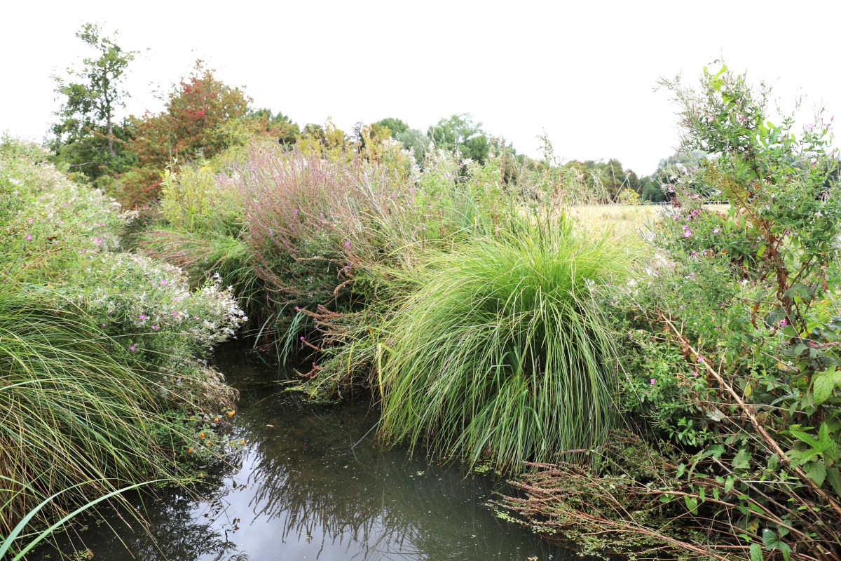 A close-up view of waterside summer flowers