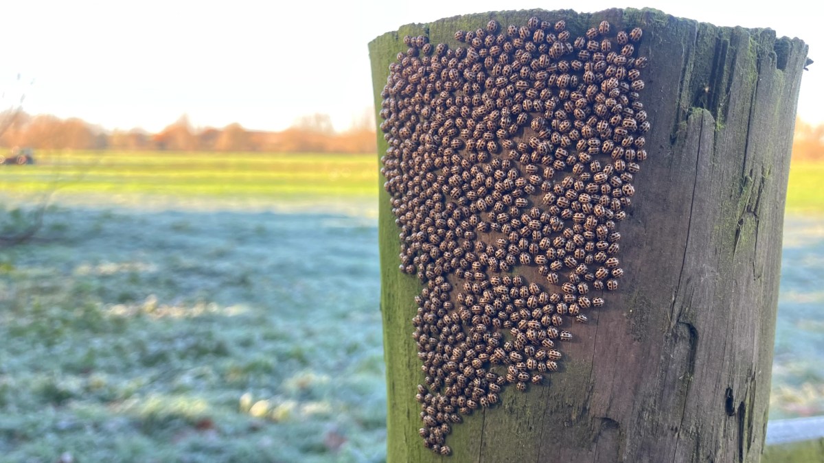 Ladybirds cluster in&nbsp;winter