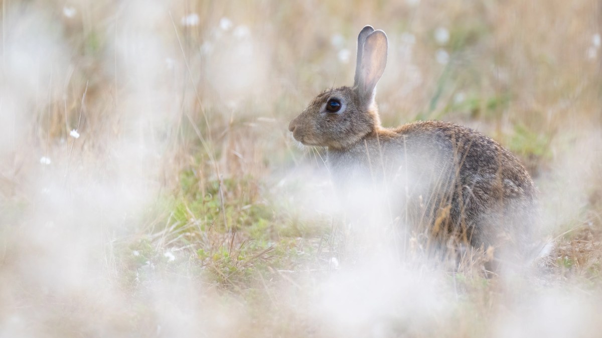 Where have all the rabbits&nbsp;gone?