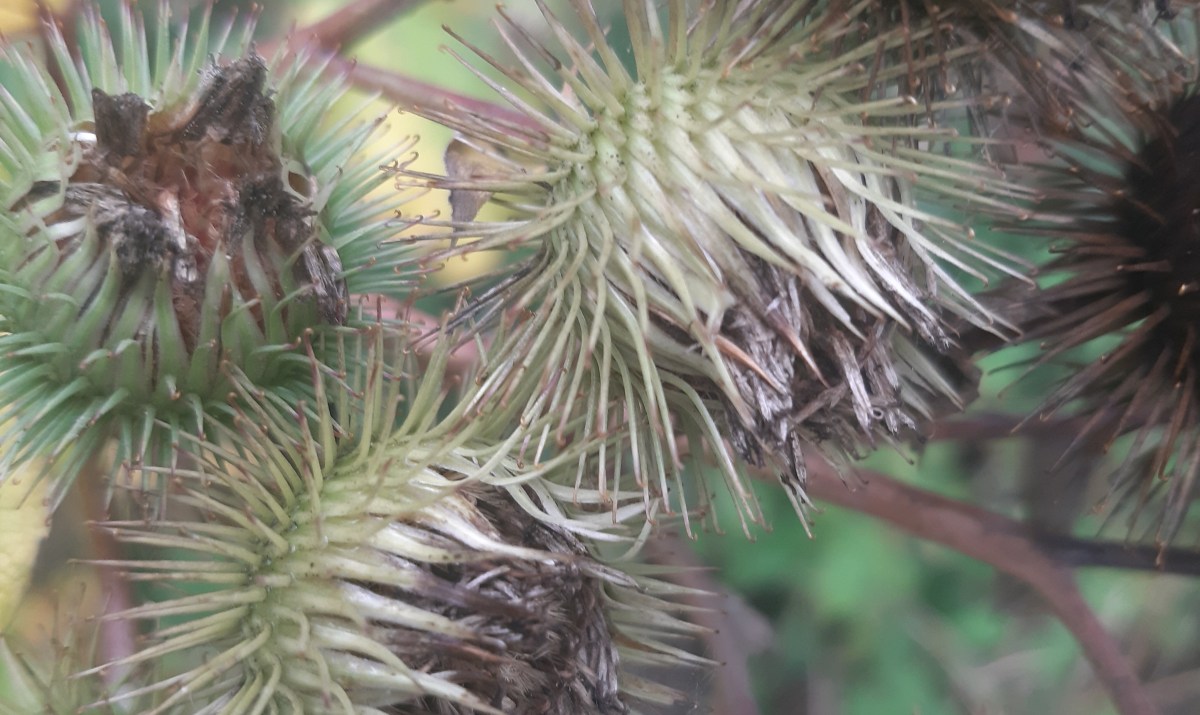 Wayside flora on a summer’s&nbsp;walk