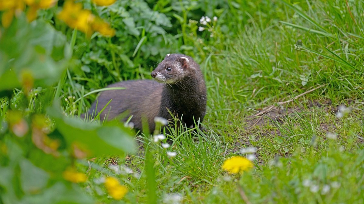 Late night polecat&nbsp;encounter