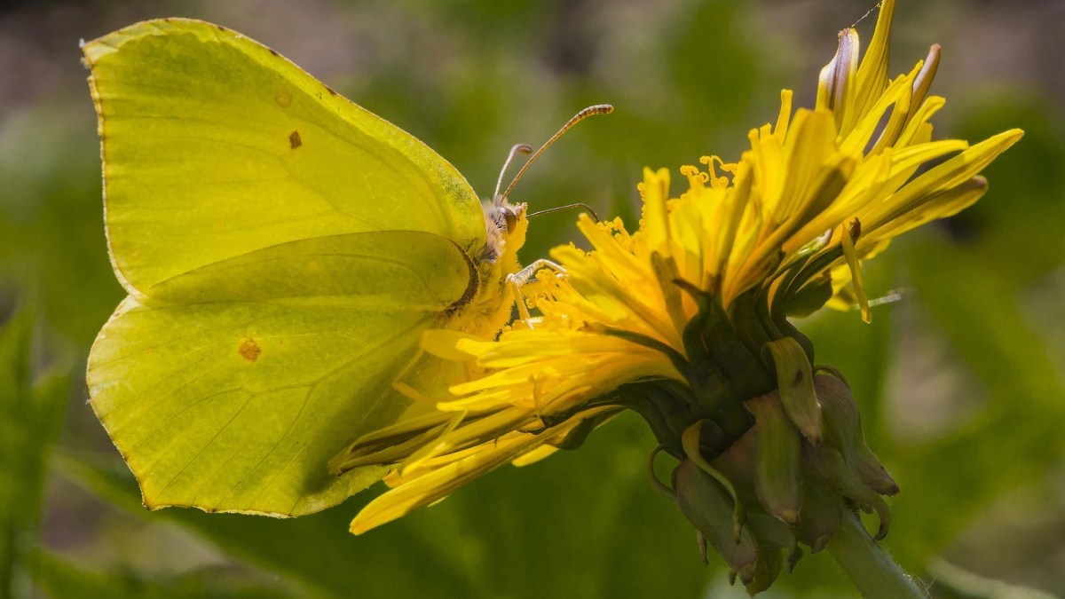 Tireless brimstone lifts the&nbsp;spirits