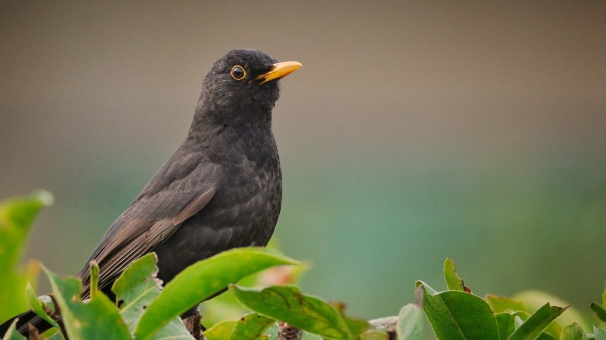 Blackbird saga better than&nbsp;TV