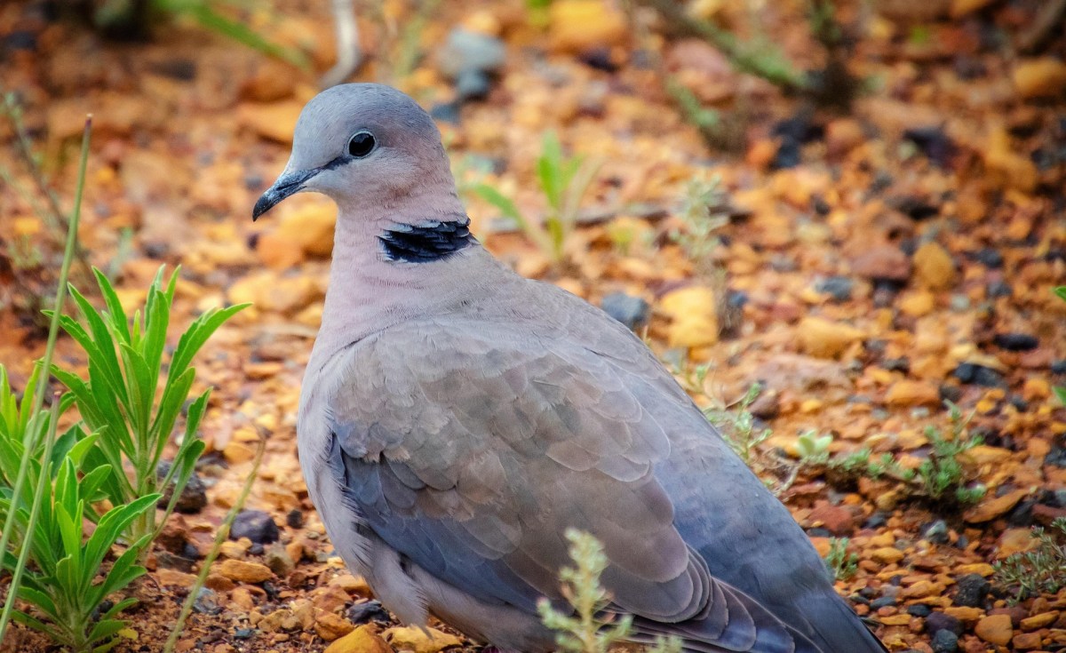 The collared dove has&nbsp;spirit