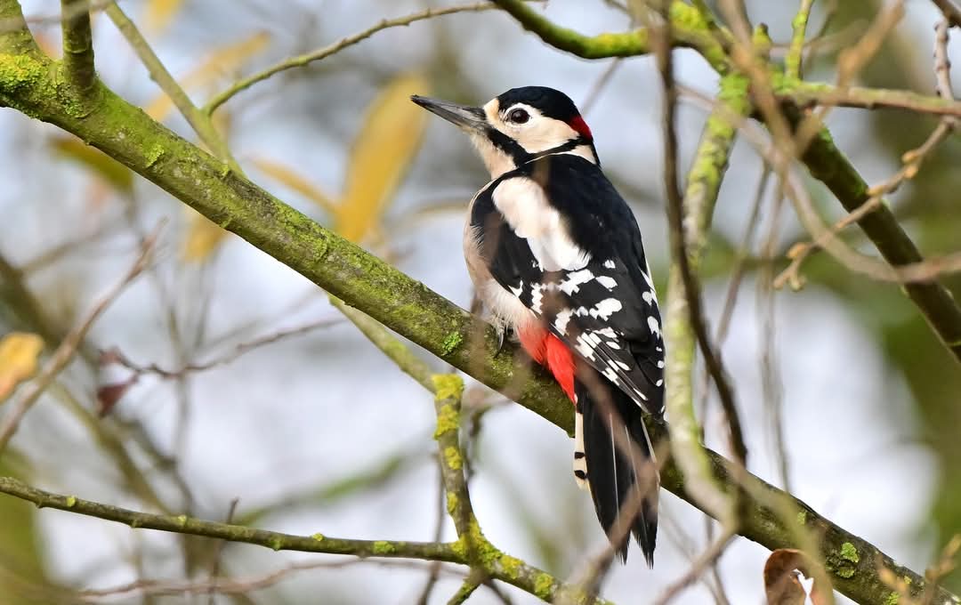Woodpecker adaptions