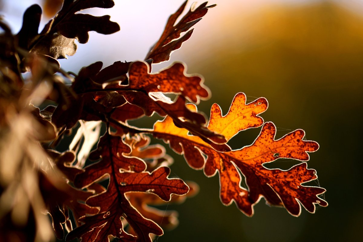Wild words to welcome&nbsp;autumn