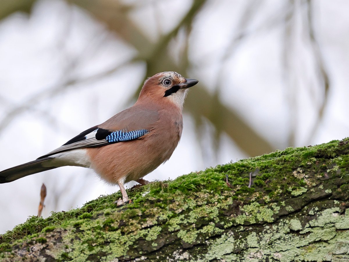 ‘Britain’s bird of&nbsp;paradise’
