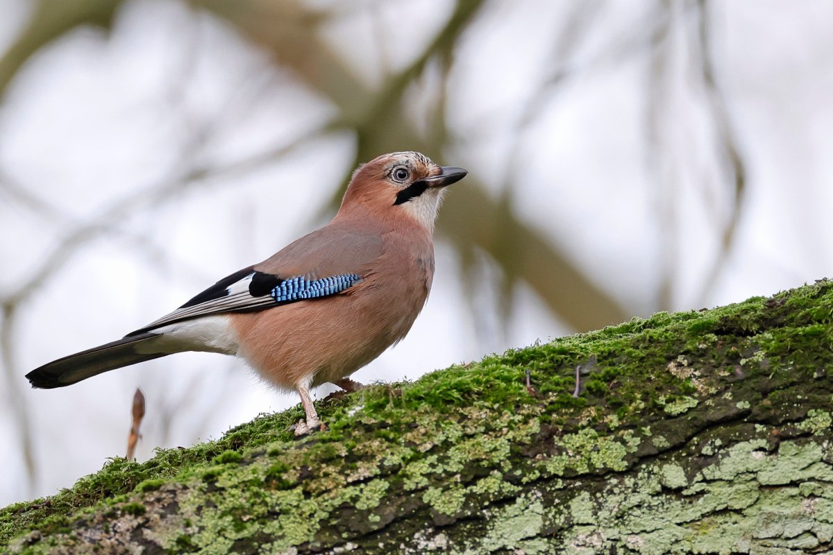 ‘Britain’s bird of&nbsp;paradise’