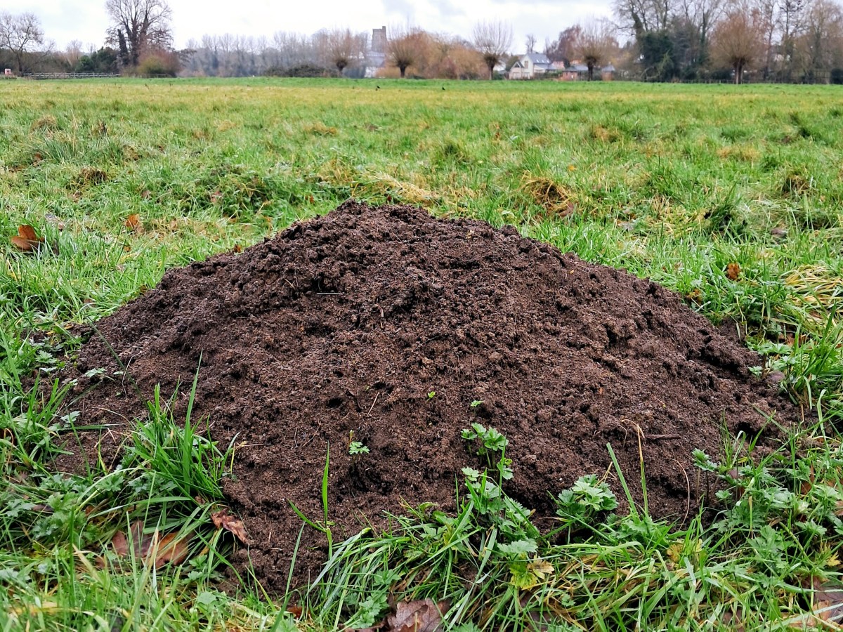 King of the&nbsp;hill