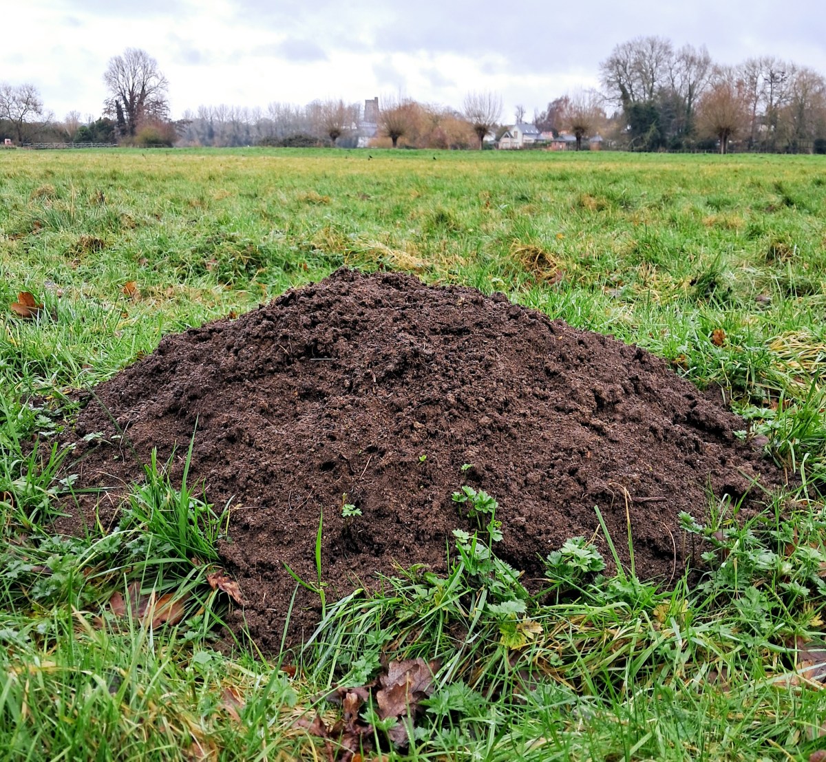 King of the&nbsp;hills