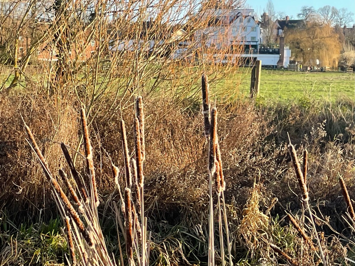 When is  a bulrush, not a&nbsp;bulrush?