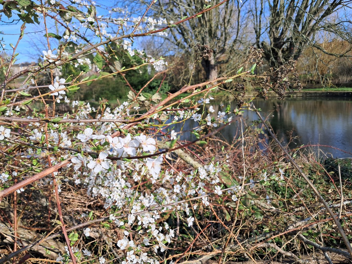 Blackthorn blooms