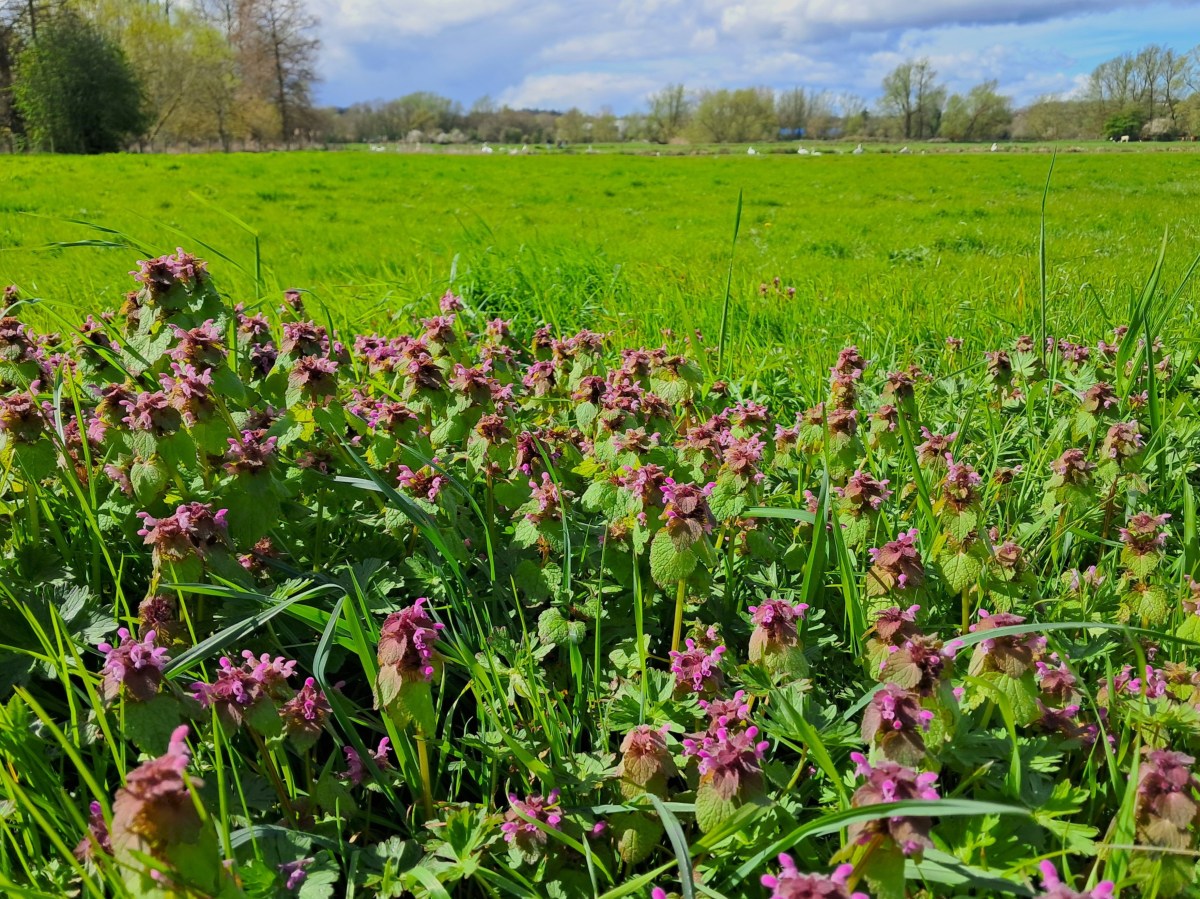 Nettles that do not&nbsp;sting
