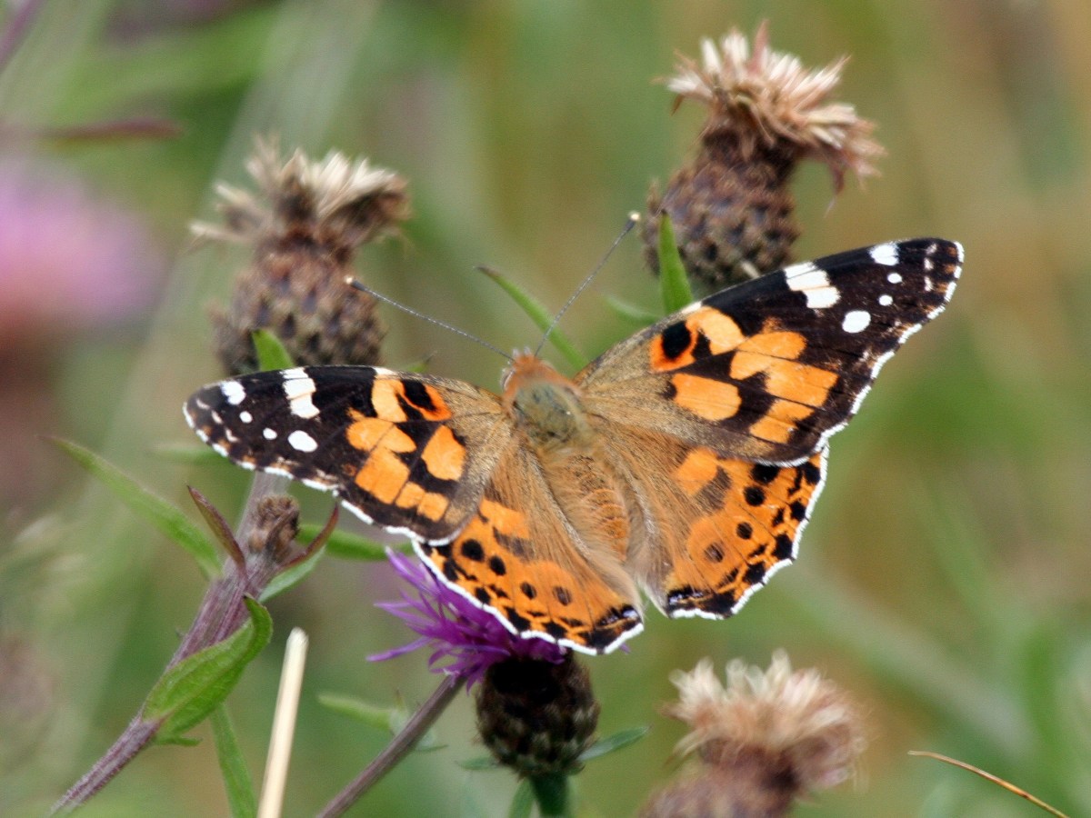 Are we set for a painted lady&nbsp;summer?