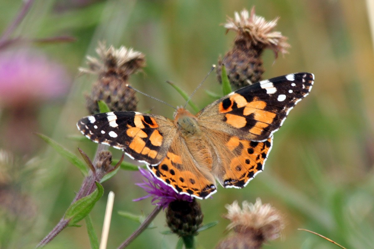 Are we set for a painted lady&nbsp;summer?