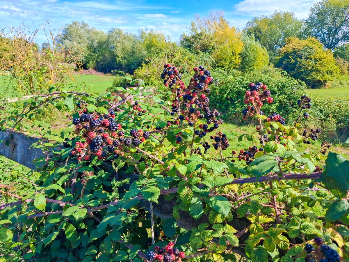 Bramble on