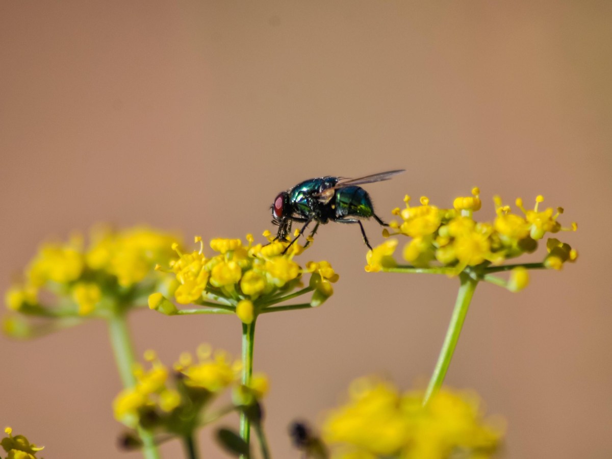 Insects add a buzz to&nbsp;summer
