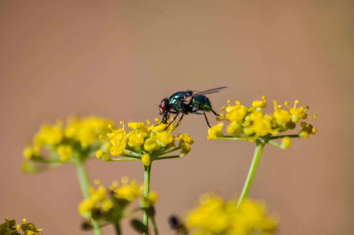 Insects add a buzz to&nbsp;summer