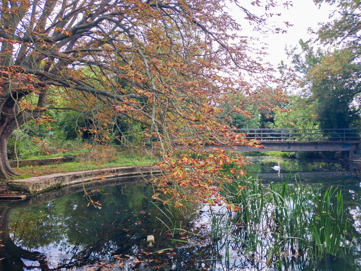 Horse chestnuts ain’t what they used to&nbsp;be